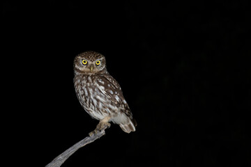 A little owl (Athene noctua) perched at night.