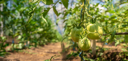 growing tomatoes in organic quality without chemicals in a greenhouse on the farm. healthy food, vegetables. copy space