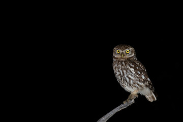 A little owl (Athene noctua) perched at night.