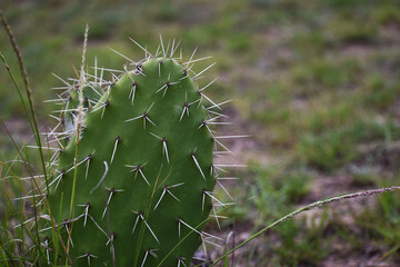 Cactus de Tafi del Valle, Tucuman, Argentina