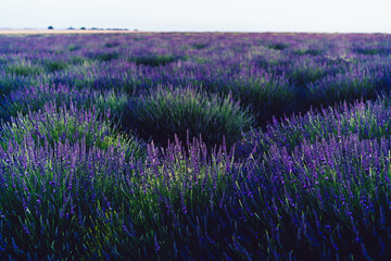 Fototapeta premium scenery nature landscape, beautiful lavender fields on farmland