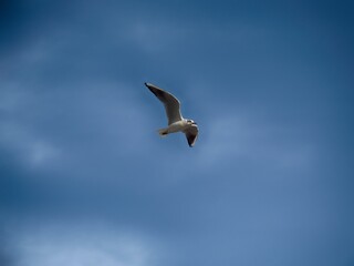 the seagull
