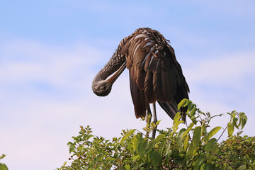 Limpkin_1169