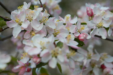 blooming apple trees in spring garden