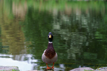 Mallard duck male in pond with blurred background, shallow depth of field. Photo taken in Malmo, Sweden.