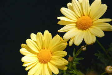 Close up of yellow daisy flowers in the garden with dark background