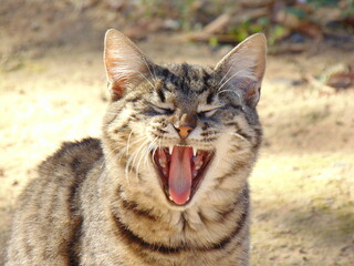 yawning cat