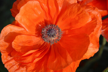 Close up of an orange poppy flower in the garden with stamen casting a shadow on the petals.