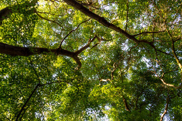 green leaves and sky