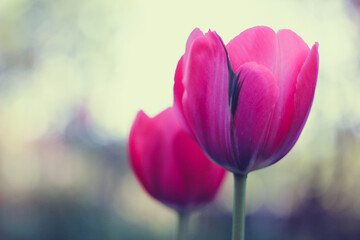 Close-up pink tulip, selective focus over light bokeh background