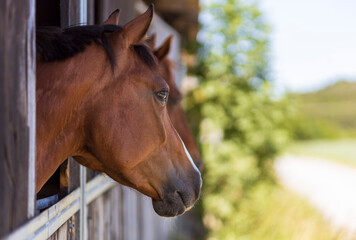 Fototapeta premium Horses in their stable