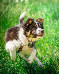 Szczeniak border collie © nitka_zaplatana