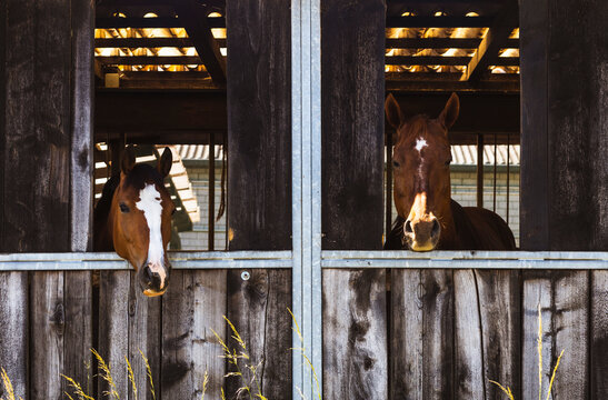Horses in their stable