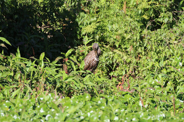 Limpkin_7456