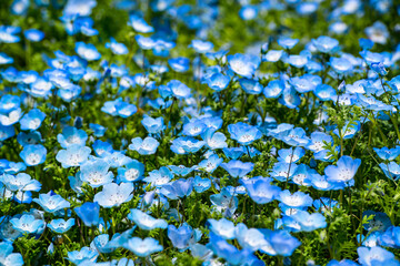 久住高原のネモフィラ
