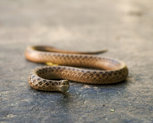 Dekay's brownsnake (Storeria dekayi)