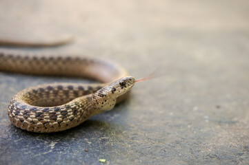 Dekay's brownsnake (Storeria dekayi)