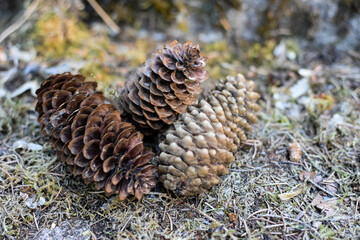 close up of pine cones