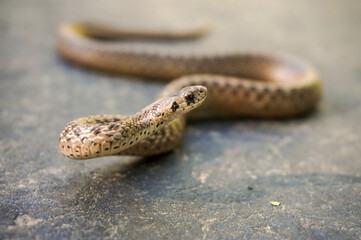 Dekay's brownsnake (Storeria dekayi)