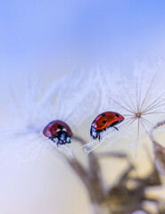 Close-up ladybug on salsify seed with reflection in the mirror 