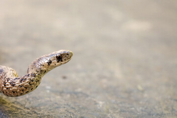 Dekay's brownsnake (Storeria dekayi)