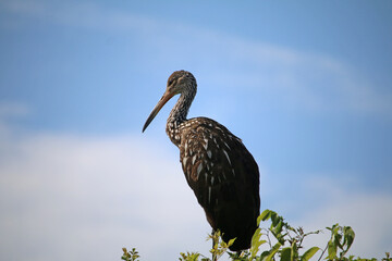 Limpkin_9293