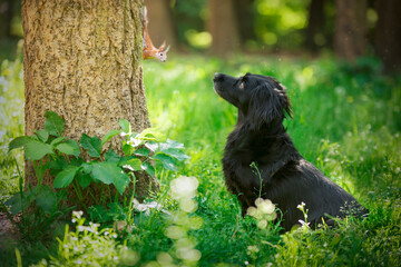 Wiewiórka i pies - wzajemna obserwacja © nitka_zaplatana