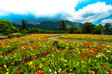 久住高原のポピー