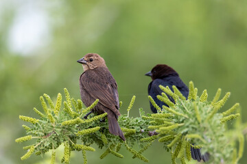 Cowbird and grackle perch on a tree branch