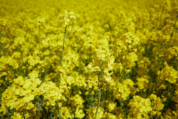 rapseed fields on a bright summer day