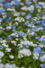 forget-me-not flower in spring forest