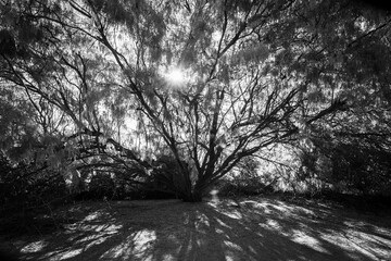 Black and white mesquite trees in Arizona desert