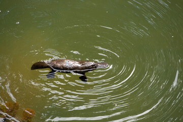 Australian platypus or ornithorhynchus swimming in a creek.