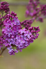 Obraz premium growing blooming lilac bushes, close up