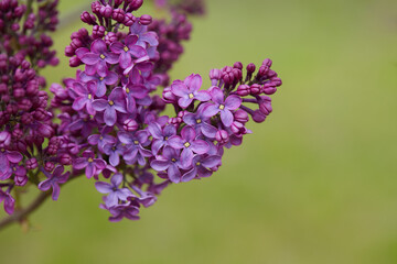 growing blooming lilac bushes, close up