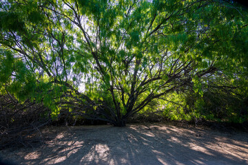 Mesquite trees with roots in Arizona desert