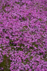 Obraz premium Violet verbena in the spring garden