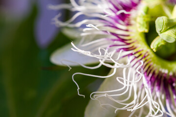 Fototapeta na wymiar Passiflora edulis (passion fruit flower) in natural light
