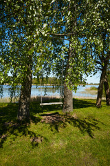 swing on a tree next to the lake