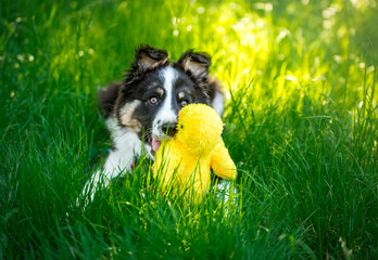 Szczeniak border collie podczas zabawy © nitka_zaplatana