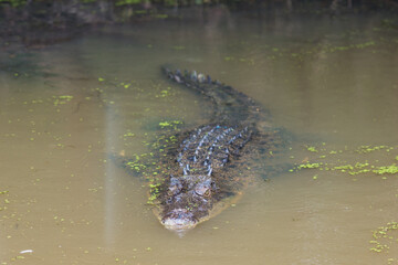 Australian Crocodile lies in muddy water facing the camera with its whole body in view 