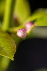 Blossom of potted lemon tree (Citrus limon)