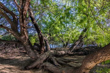 Mesquite trees with roots in Arizona desert