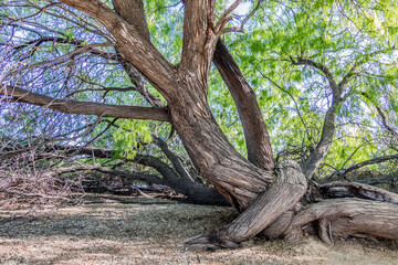 Mesquite trees with roots in summer in Arizona desert