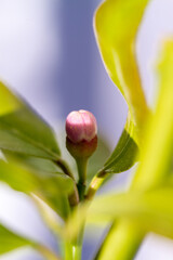 Blossom of potted lemon tree (Citrus limon)