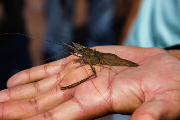 The shrimp in human hand, close up