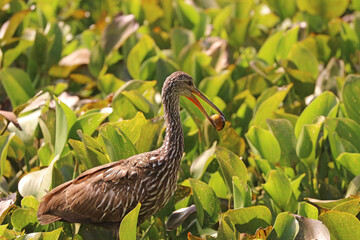 Limpkin with Apple Snail_1217