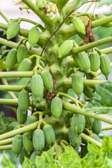 Closeup of raw young Papaya fruits on a Papaya tree 