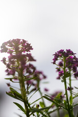 Violet lobularia maritima flowers in natural light