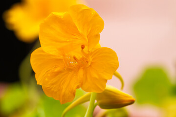 Yellow garden nasturtium flowers in natural light